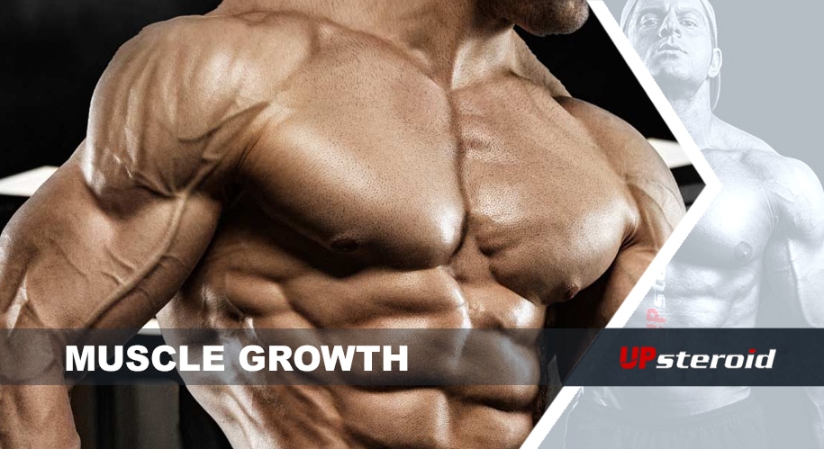 μυϊκή ανάπτυξη